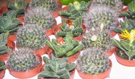 Як і коли поливати кактуси: основні заповіді досвідчених квітникарів