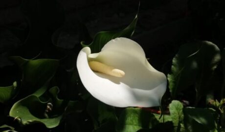 Чому не цвіте спатифиллум: як домогтися появи квіток, так нагадують кали