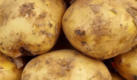 Чи можна мити картоплю перед тим, як відправити його на зберігання: як вважають досвідчені дачники