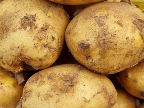 Можно ли мыть картофель перед тем, как отправить его на хранение: как считают опытные дачники 