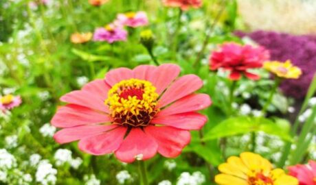 Які квіти можна посадити восени: 7 рослин, які вибирають городники