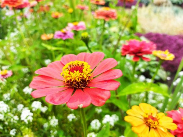 Какие цветы можно посадить осенью: 7 растений, которые выбирают огородники 