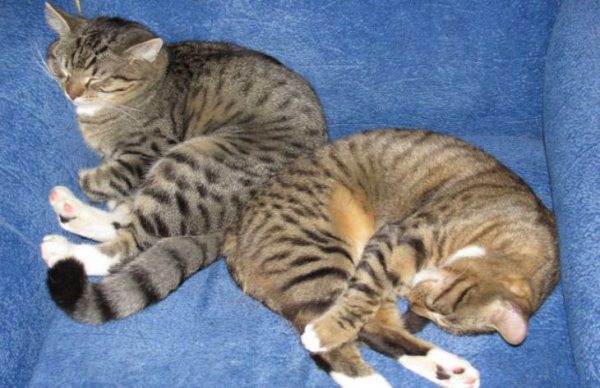 Почему кошки любят спать на груди владельца: эксперты назвали 3 основные причины 