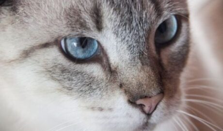8 найбільш ласкавих порід кішок: на допомогу великим сім’ям і одинакам