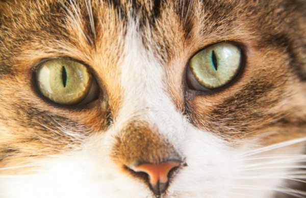 Понимает ли кошка речь владельца: мнение экспертов многих удивит 