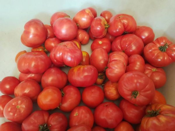 Как приготовить кетчуп из помидоров на зиму без крахмала: простой рецепт 