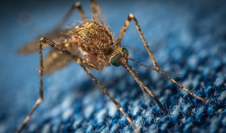 Геть кровососів: 7 бабусиних рецептів захисту від комарів, про які мало хто знає