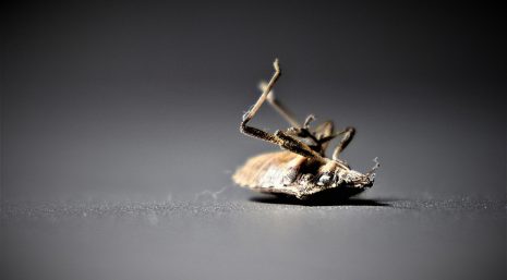 Як позбутися від клопів в квартирі: 18 ефективних способів d17c6c67abb450f04c870dce491bb7f0